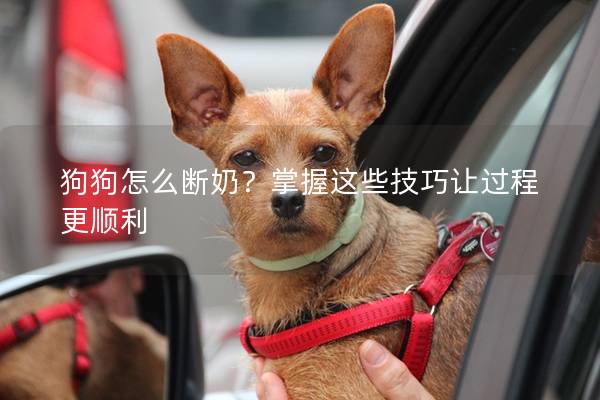 狗狗怎么断奶？掌握这些技巧让过程更顺利