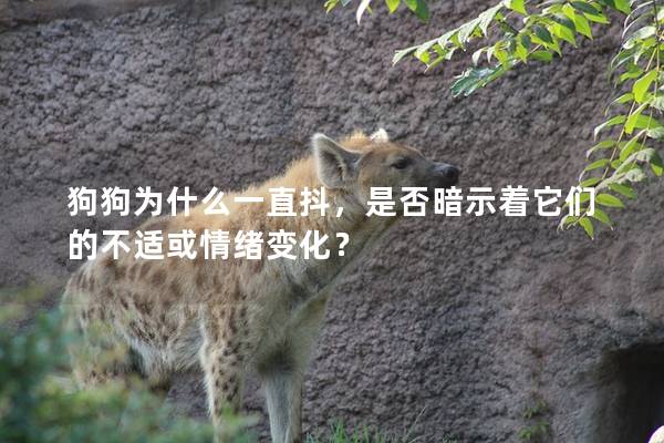 狗狗为什么一直抖，是否暗示着它们的不适或情绪变化？