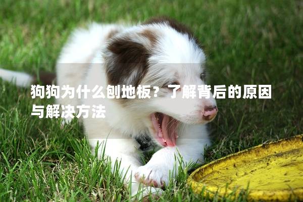 狗狗为什么刨地板？了解背后的原因与解决方法