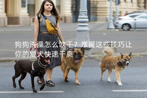 狗狗洗澡怎么吹干？掌握这些技巧让你的爱犬快速干爽