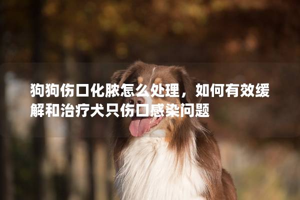 狗狗伤口化脓怎么处理，如何有效缓解和治疗犬只伤口感染问题