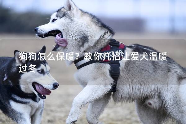 狗狗怎么保暖？教你几招让爱犬温暖过冬