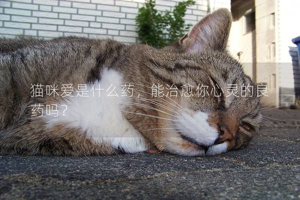 猫咪爱是什么药，能治愈你心灵的良药吗？