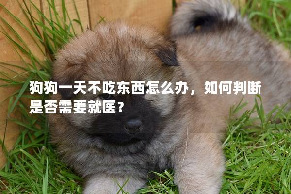 狗狗一天不吃东西怎么办，如何判断是否需要就医？