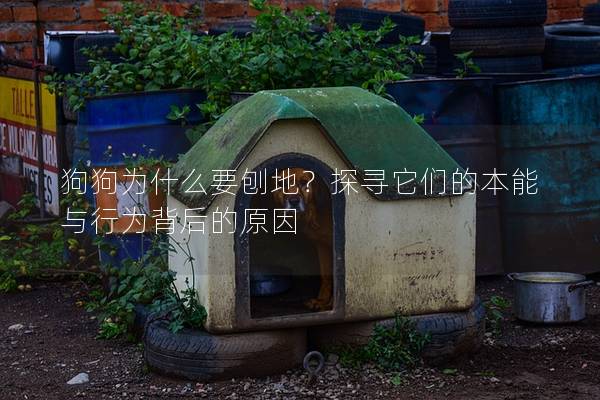 狗狗为什么要刨地？探寻它们的本能与行为背后的原因