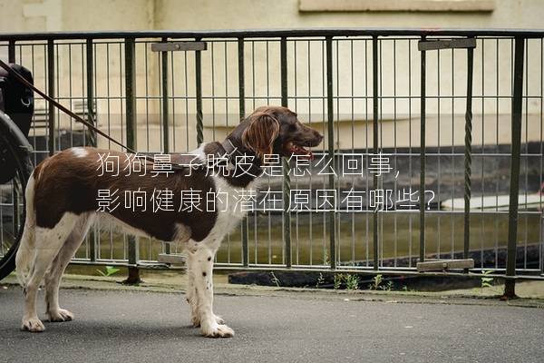 狗狗鼻子脱皮是怎么回事, 影响健康的潜在原因有哪些？