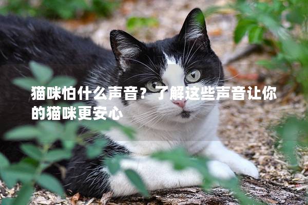 猫咪怕什么声音？了解这些声音让你的猫咪更安心