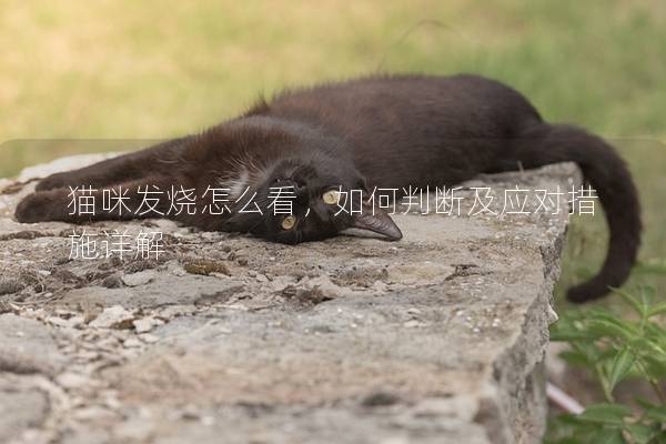 猫咪发烧怎么看，如何判断及应对措施详解