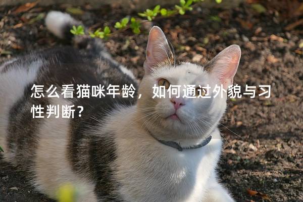 怎么看猫咪年龄，如何通过外貌与习性判断？