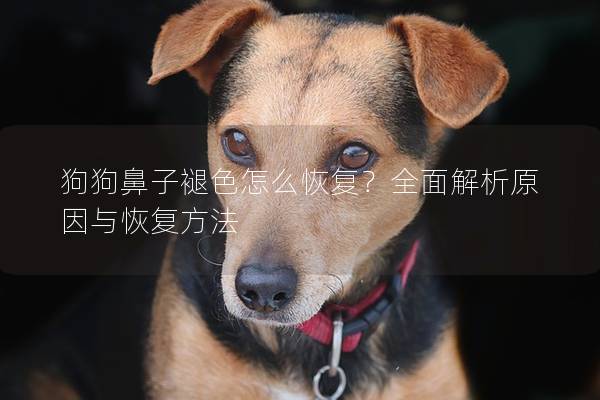 狗狗鼻子褪色怎么恢复？全面解析原因与恢复方法
