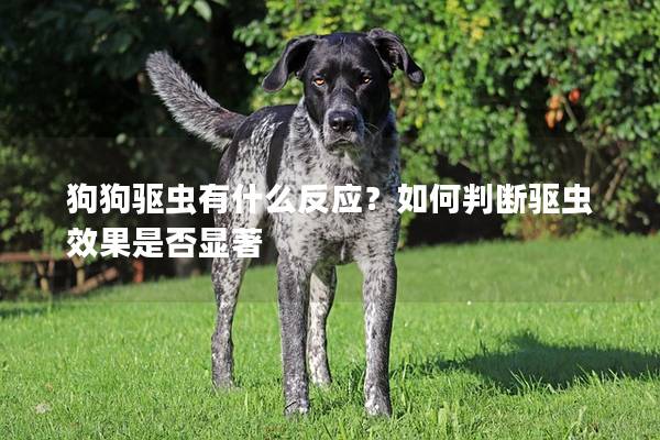 狗狗驱虫有什么反应？如何判断驱虫效果是否显著