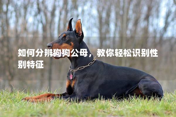 如何分辨狗狗公母，教你轻松识别性别特征