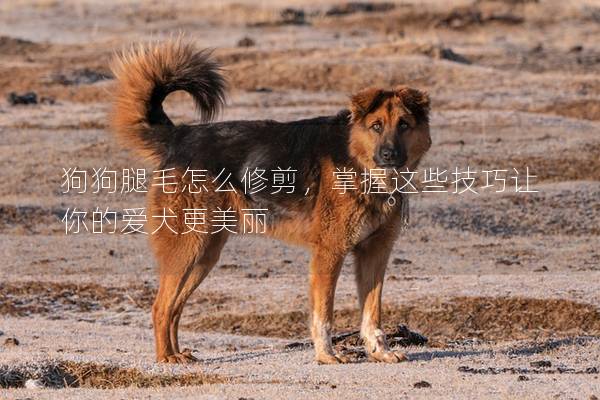 狗狗腿毛怎么修剪，掌握这些技巧让你的爱犬更美丽