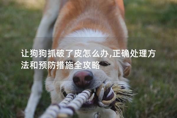 让狗狗抓破了皮怎么办,正确处理方法和预防措施全攻略