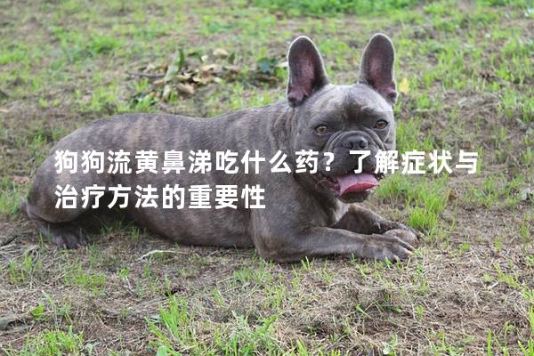 狗狗流黄鼻涕吃什么药？了解症状与治疗方法的重要性