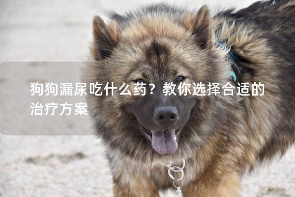 狗狗漏尿吃什么药？教你选择合适的治疗方案