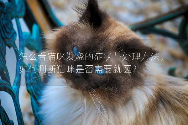 怎么看猫咪发烧的症状与处理方法，如何判断猫咪是否需要就医？