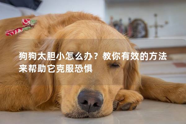 狗狗太胆小怎么办？教你有效的方法来帮助它克服恐惧
