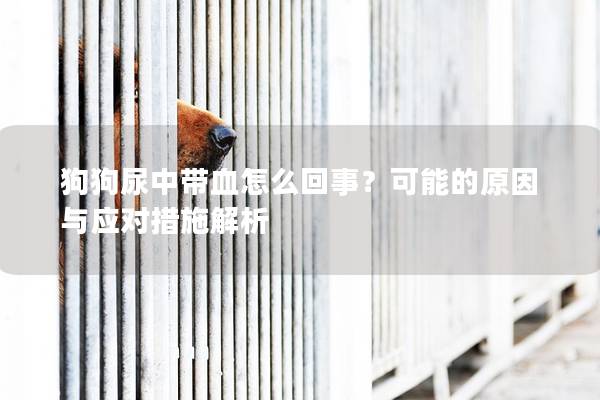 狗狗尿中带血怎么回事？可能的原因与应对措施解析