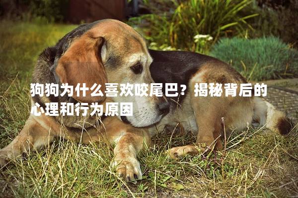 狗狗为什么喜欢咬尾巴？揭秘背后的心理和行为原因