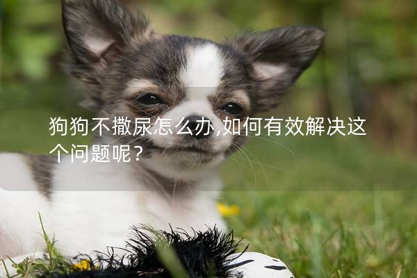 狗狗不撒尿怎么办,如何有效解决这个问题呢？