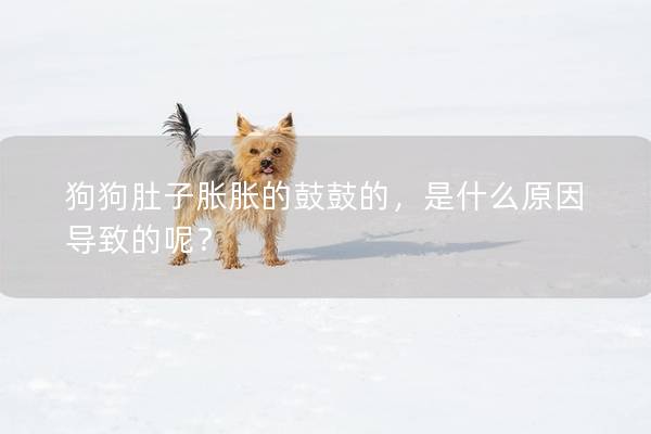 狗狗肚子胀胀的鼓鼓的，是什么原因导致的呢？