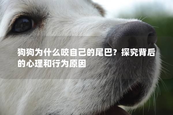 狗狗为什么咬自己的尾巴？探究背后的心理和行为原因