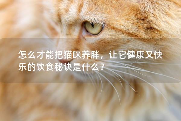 怎么才能把猫咪养胖，让它健康又快乐的饮食秘诀是什么？