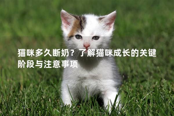 猫咪多久断奶？了解猫咪成长的关键阶段与注意事项