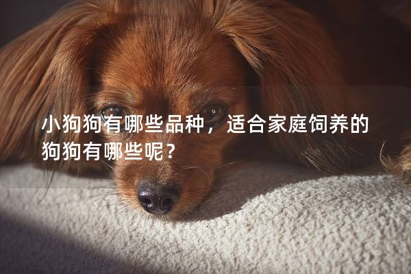 小狗狗有哪些品种，适合家庭饲养的狗狗有哪些呢？