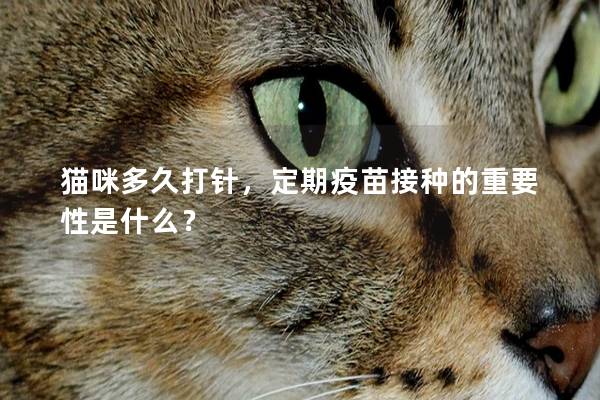 猫咪多久打针，定期疫苗接种的重要性是什么？