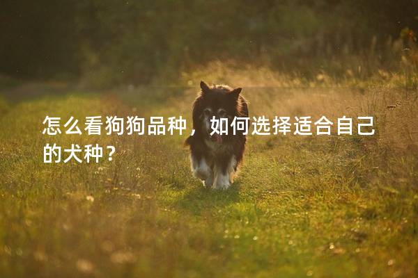 怎么看狗狗品种，如何选择适合自己的犬种？