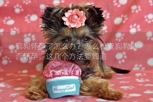 狗狗怀孕了怎么办？怎么检查狗狗是否怀孕，这几个方法要知道
