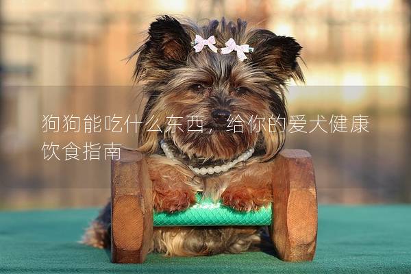 狗狗能吃什么东西，给你的爱犬健康饮食指南