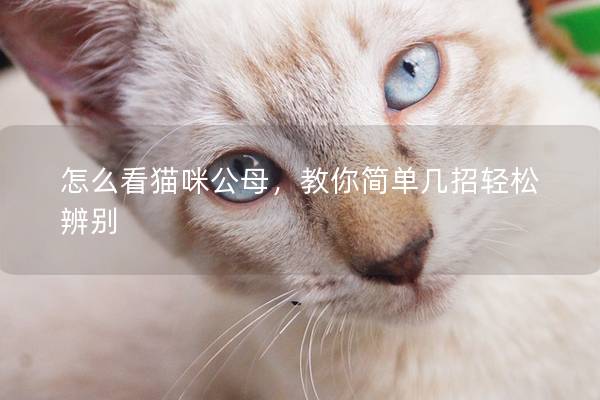 怎么看猫咪公母，教你简单几招轻松辨别