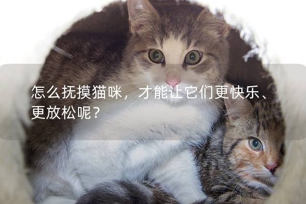 怎么抚摸猫咪，才能让它们更快乐、更放松呢？