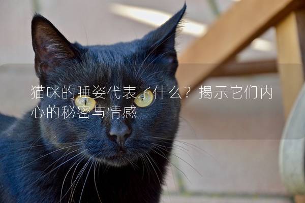 猫咪的睡姿代表了什么？揭示它们内心的秘密与情感