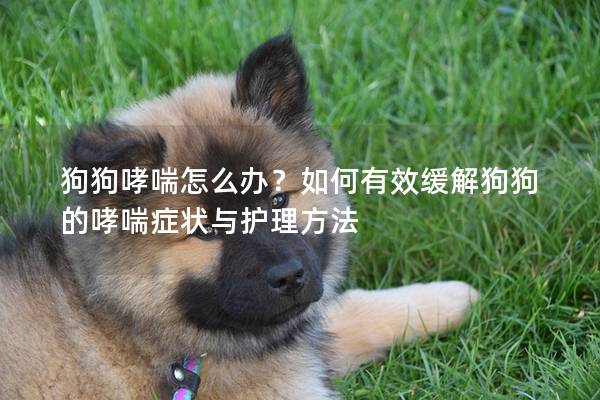 狗狗哮喘怎么办？如何有效缓解狗狗的哮喘症状与护理方法