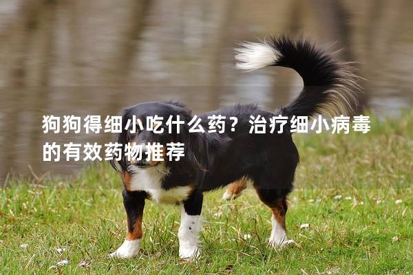 狗狗得细小吃什么药？治疗细小病毒的有效药物推荐