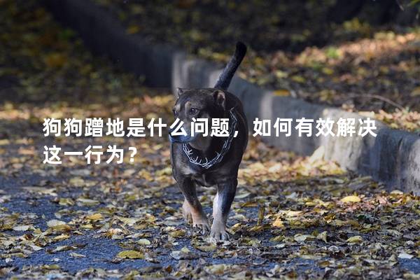 狗狗蹭地是什么问题，如何有效解决这一行为？
