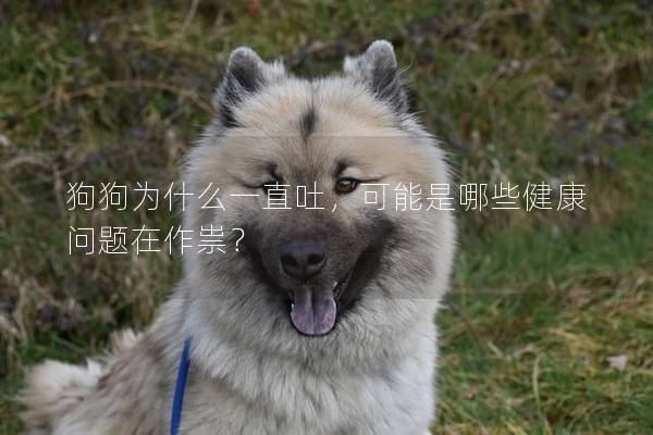 狗狗为什么一直吐，可能是哪些健康问题在作祟？