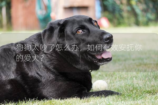 狗狗太吵了怎么办，如何有效安抚你的爱犬？