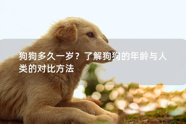 狗狗多久一岁？了解狗狗的年龄与人类的对比方法