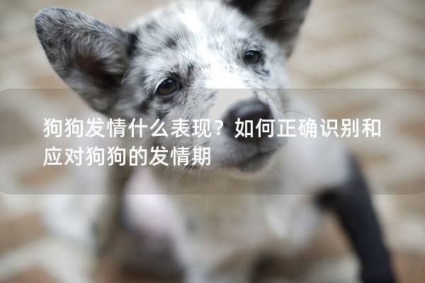 狗狗发情什么表现？如何正确识别和应对狗狗的发情期