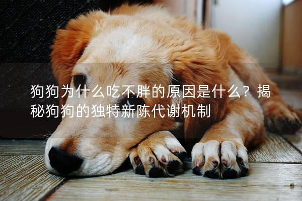 狗狗为什么吃不胖的原因是什么？揭秘狗狗的独特新陈代谢机制