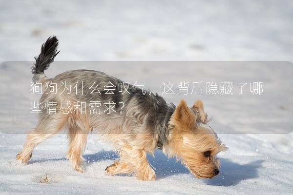 狗狗为什么会叹气，这背后隐藏了哪些情感和需求？