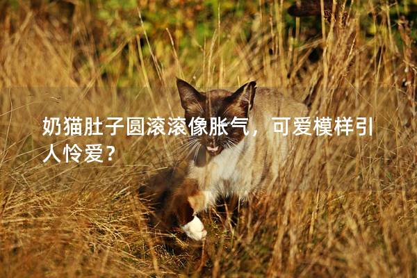 奶猫肚子圆滚滚像胀气，可爱模样引人怜爱？