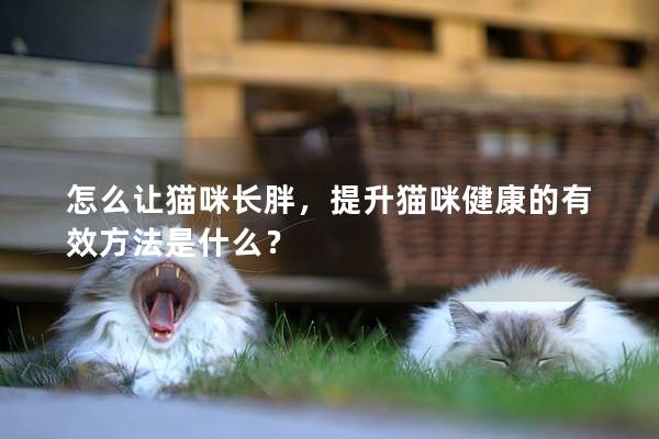 怎么让猫咪长胖，提升猫咪健康的有效方法是什么？