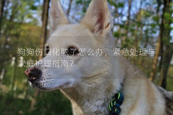 狗狗伤口化脓了怎么办，紧急处理与家庭护理指南？