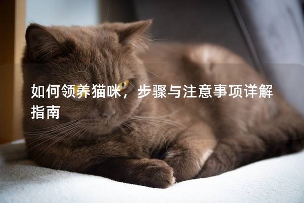 如何领养猫咪，步骤与注意事项详解指南